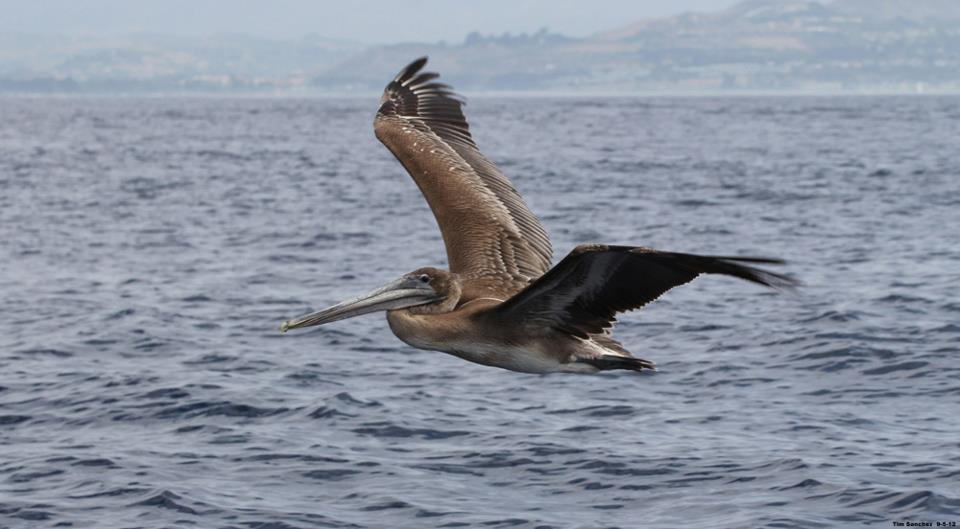 California Brown Pelican California Brown Pelican