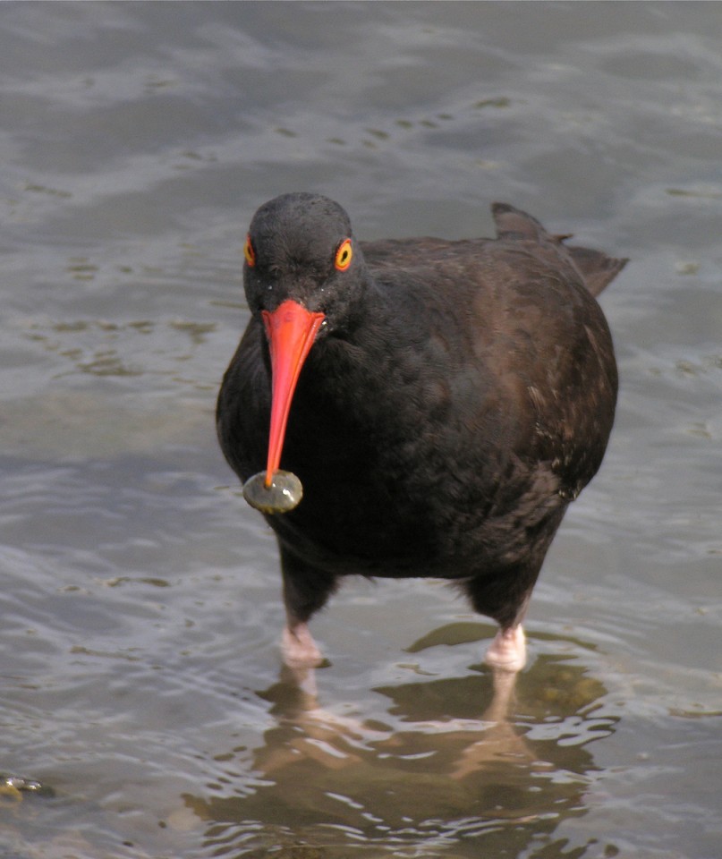 Black Oyster Catcher (BLOY) Black Oyster Catcher (BLOY)