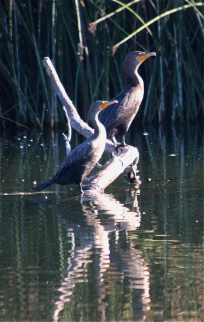 Double-Crested Cormorant Double-Crested Cormorant