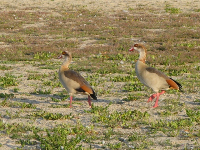 Egyptian Goose