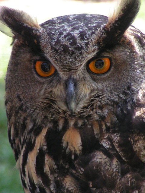 Great Horned Owl Great Horned Owl