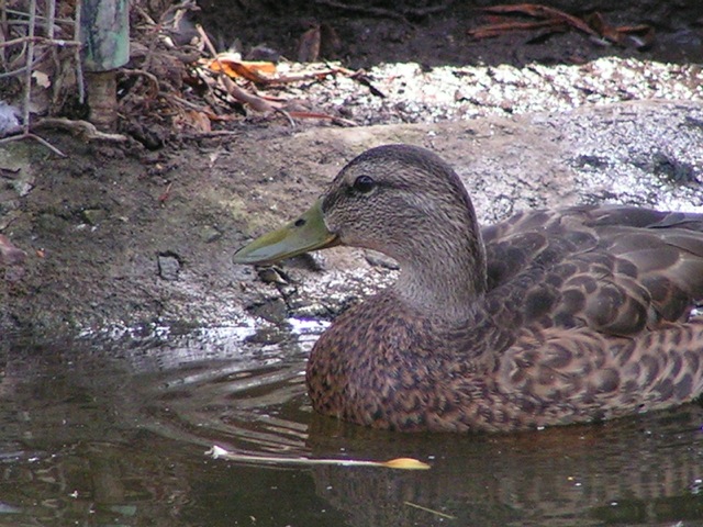 Mallard Duck (Female) Mallard Duck (Female)