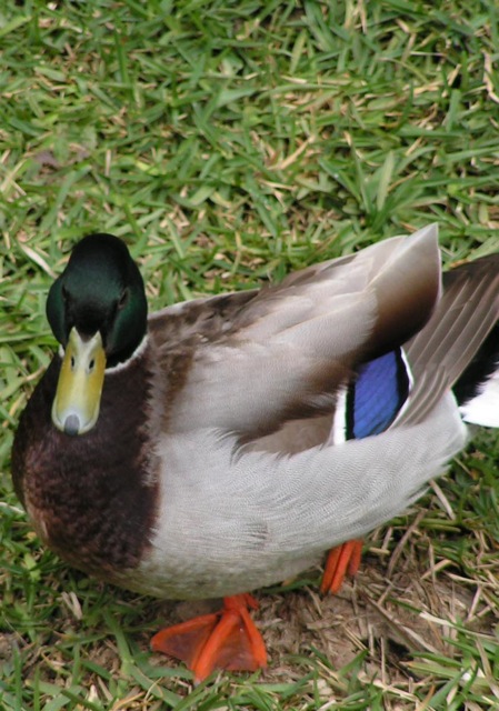 Mallard Duck (Male) Mallard Duck (Male)