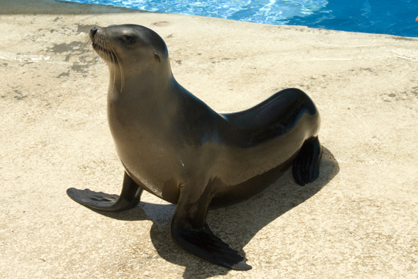 California Sea Lions California Sea Lions