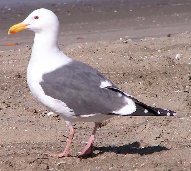 Western Gull Western Gull