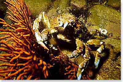 Sheep Crab Sheep Crab