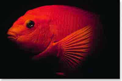 Garibaldi Garibaldi