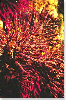Gorgonian Gorgonian