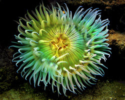 Sea Anemone