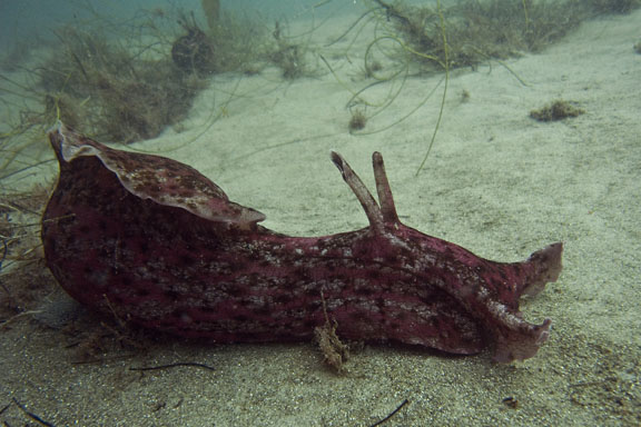 California Sea Hare California Sea Hare
