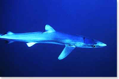 Blue Shark Blue Shark