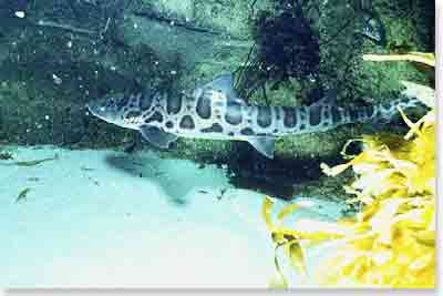 Leopard Shark Leopard Shark